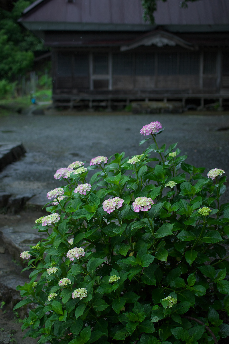 紫陽花 2013 <円満院>　　　_f0021869_221005.jpg