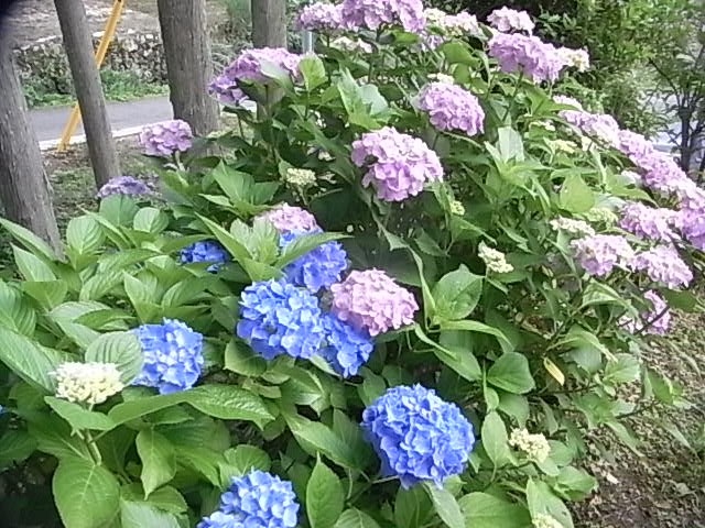 a0146070_64343.jpg