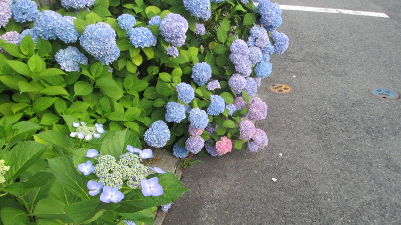 今朝の散歩…太陽の昇る前から日が差してくるくらいまで。_d0159273_6194243.jpg