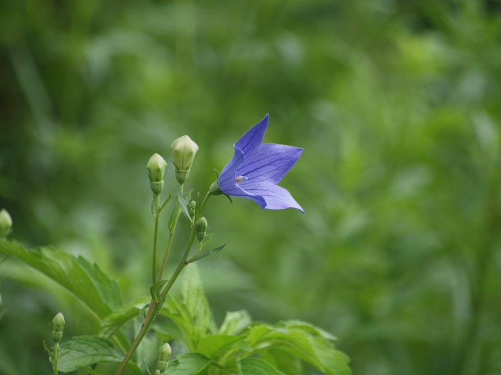 桔梗 キキョウ も優しく咲いていました 自然風の自然風だより