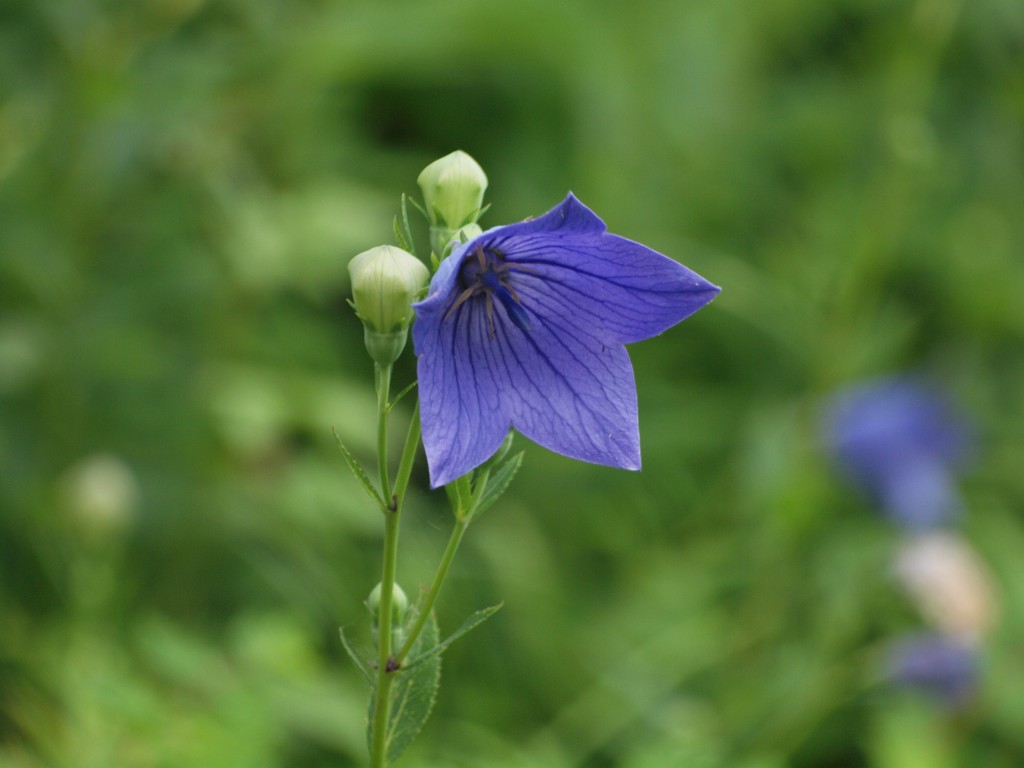 桔梗 キキョウ も優しく咲いていました 自然風の自然風だより