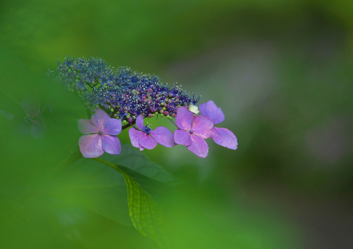 紫陽花の咲く頃_b0044477_01530.jpg