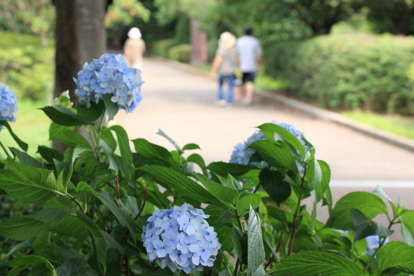 相模原北公園　あじさい園（1/2）_a0106679_15283479.jpg