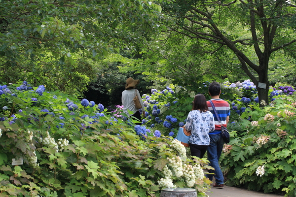 相模原北公園　あじさい園（1/2）_a0106679_15334677.jpg