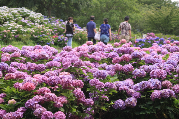 相模原北公園　あじさい園（1/2）_a0106679_15502533.jpg