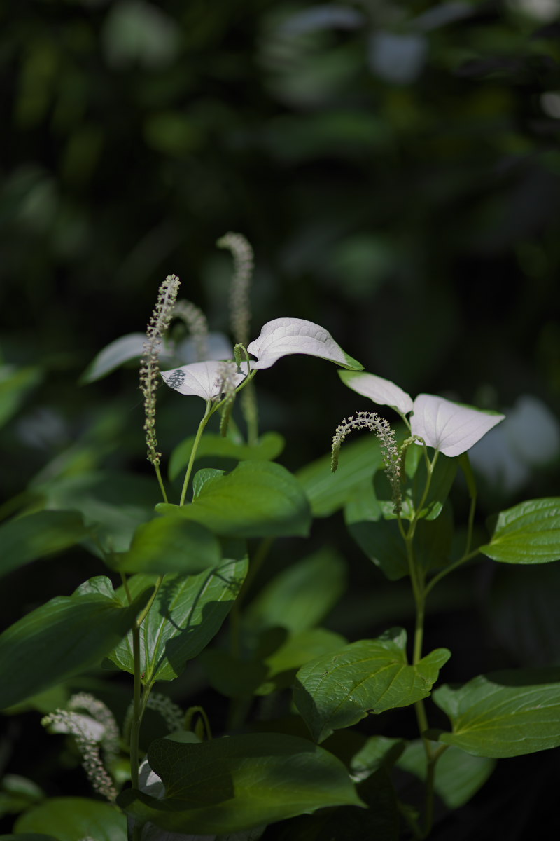 木陰でやさしく　ギボウシ（擬宝珠）他_a0083081_2132144.jpg