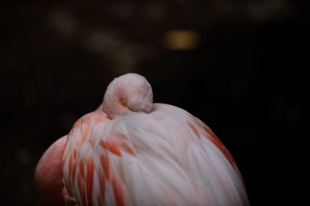 羽村市動物公園_a0144081_20585895.jpg