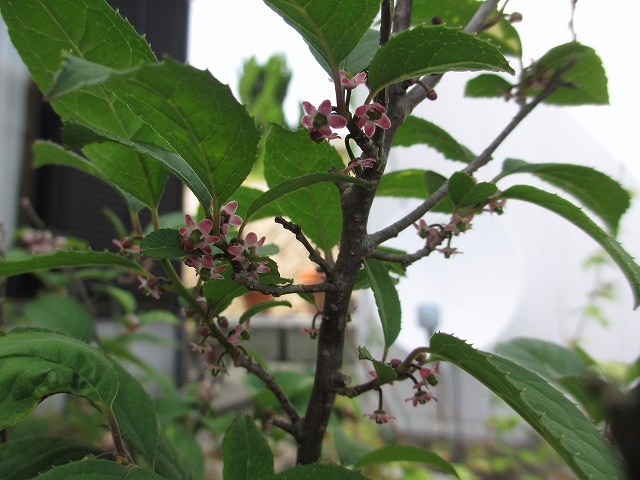 b0182884_23373577.jpg