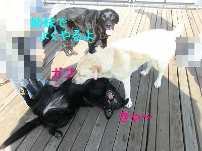 もうホントだから・・狼少年じゃないから・・_e0222588_16362519.jpg