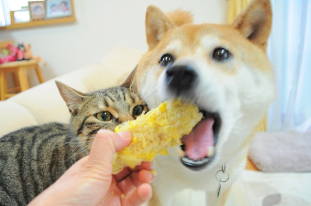 美味しい顔ってこんな顔_a0126590_544034.jpg