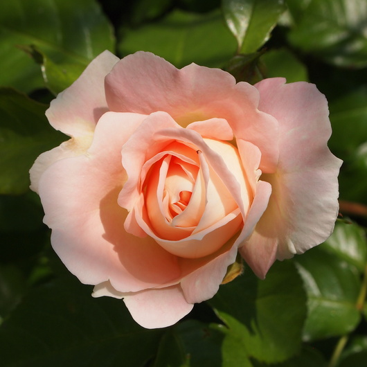 バラ苗開花ーマリーアントワネット_a0292194_1428236.jpg