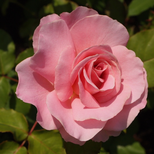 バラ苗開花ーピンクフレンチレース_a0292194_14542997.jpg