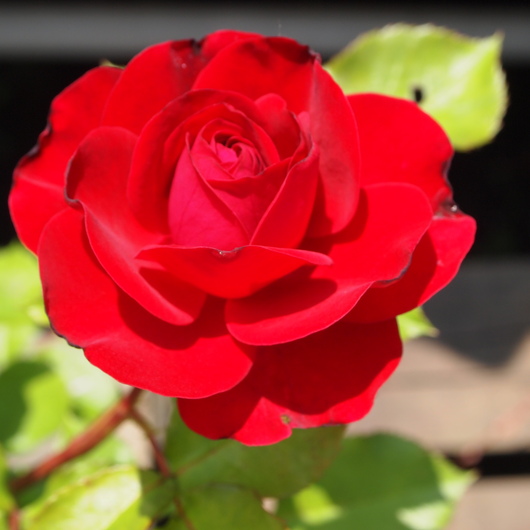 バラ苗開花ースーリール ドゥ モナリザ_a0292194_17101863.jpg