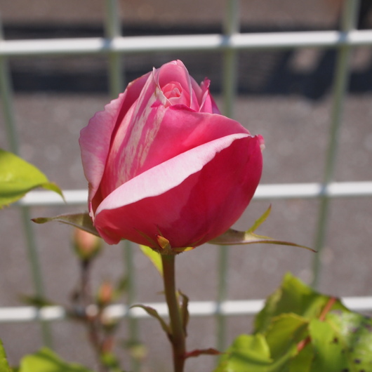 バラ苗開花ービイエ ドゥー_a0292194_17553232.jpg