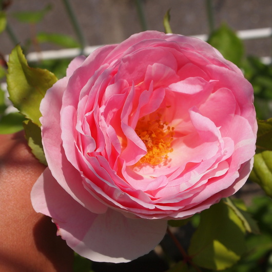 バラ苗開花ービイエ ドゥー_a0292194_17565928.jpg
