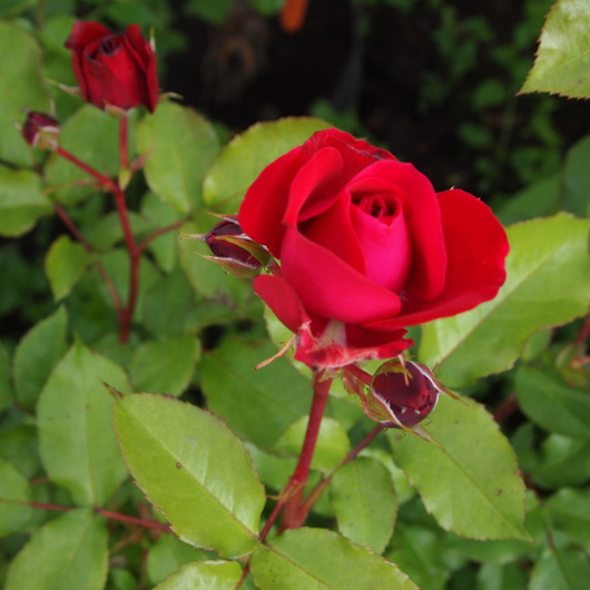 バラ苗開花ースーリール ドゥ モナリザ_a0292194_178465.jpg