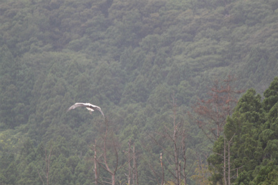 コウノトリ来島_e0205502_22182164.jpg