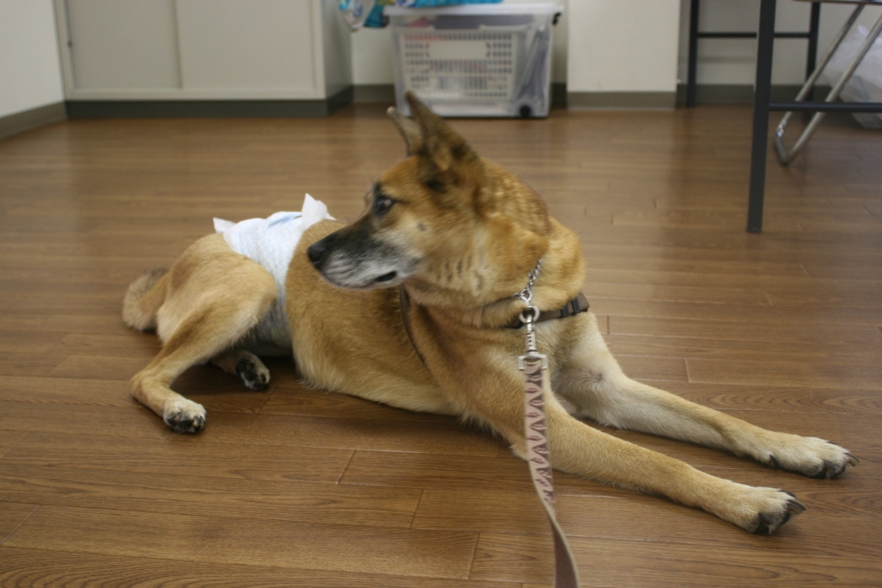 さいわい会館さとおや会(6/23)_f0242002_1913273.jpg