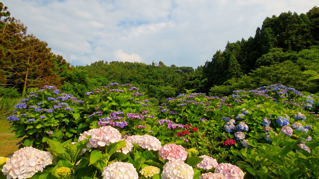 大王あじさい園_b0163804_11292199.jpg