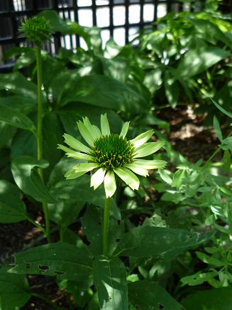 なかなか大きくなってくれない エキナセア グリーンジュエル Weekend Garden