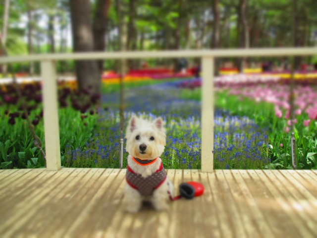 ３年ぶりにひたち海浜公園へ行ってきました♪～ネモフィラ鑑賞～_f0039907_9421941.jpg