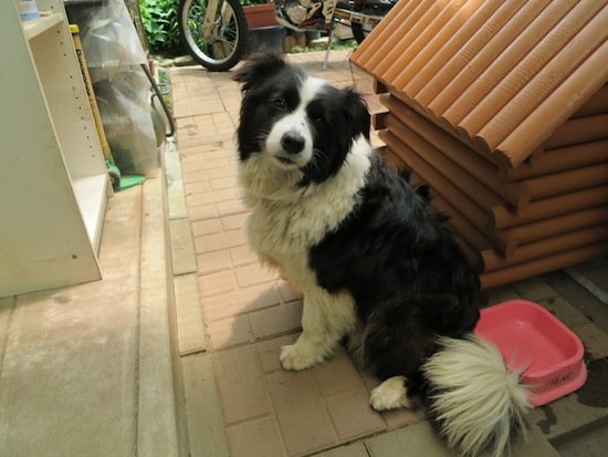 【犬】夏ですね!_f0141609_0391972.jpg