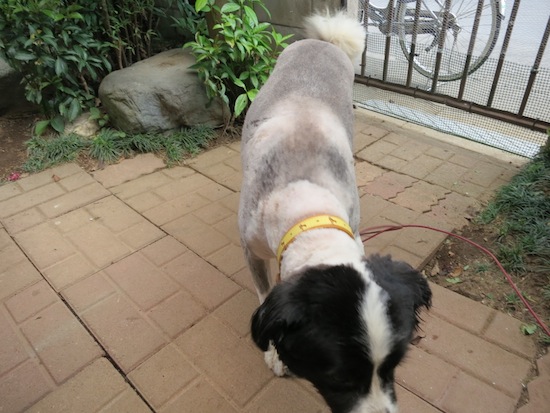 【犬】夏ですね!_f0141609_0393179.jpg