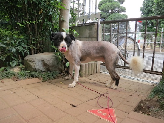 【犬】夏ですね!_f0141609_0393814.jpg