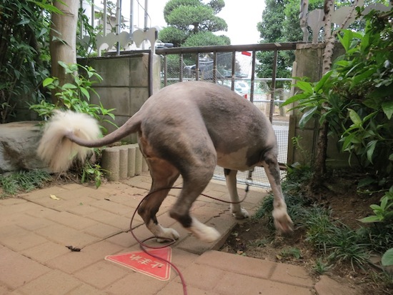 【犬】夏ですね!_f0141609_0394491.jpg