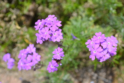 叔母の家に咲く6月の花_d0264817_19422464.jpg