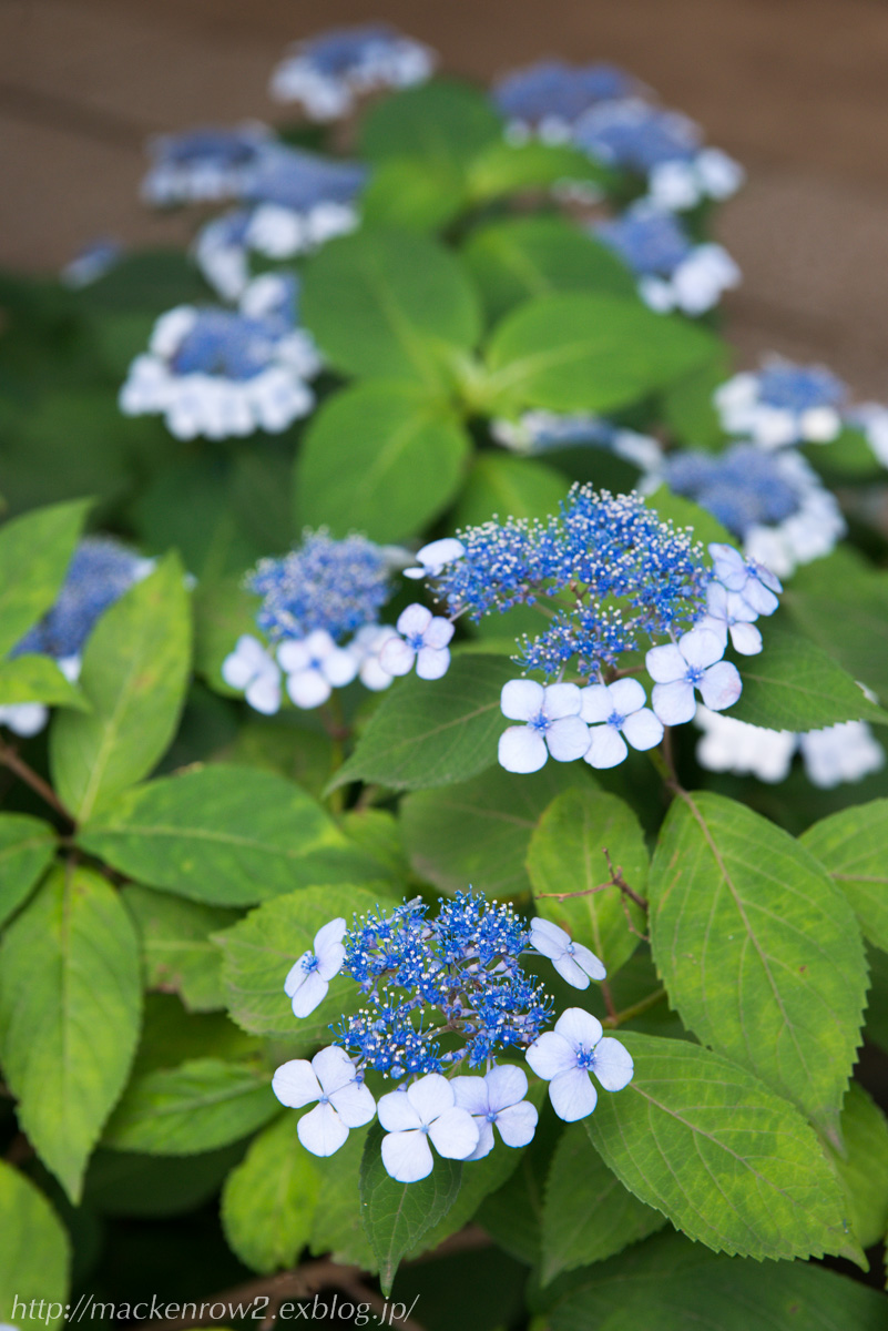 本土寺の紫陽花と菖蒲 _a0232322_925729.jpg