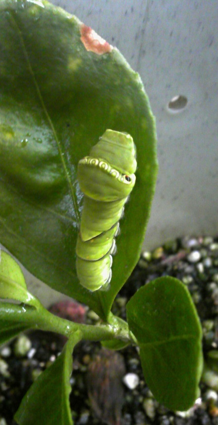 c0280322_187589.jpg
