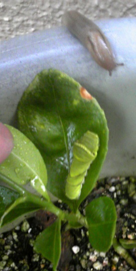 c0280322_188416.jpg