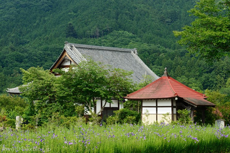 秩父 多宝寺 ～桔梗～_d0319222_9442384.jpg