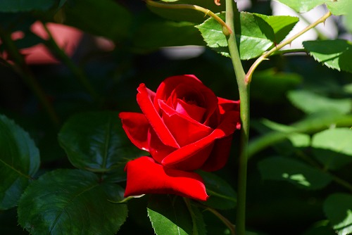 f0170524_8221338.jpg