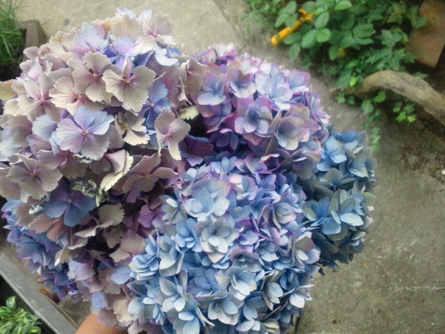 c0102228_150498.jpg