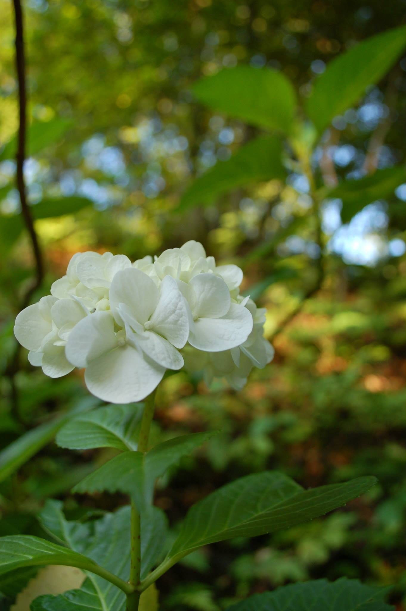 b0097729_445425.jpg