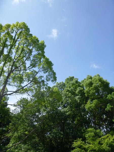 京都最後の土曜日_c0113733_0405575.jpg