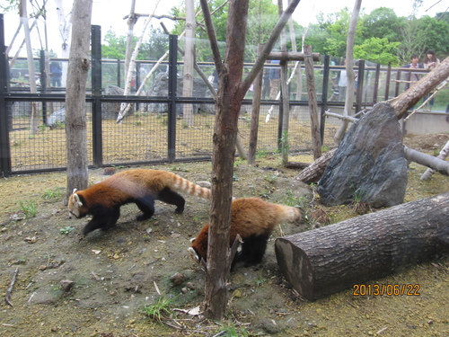 円山動物園へ_f0231042_16492024.jpg