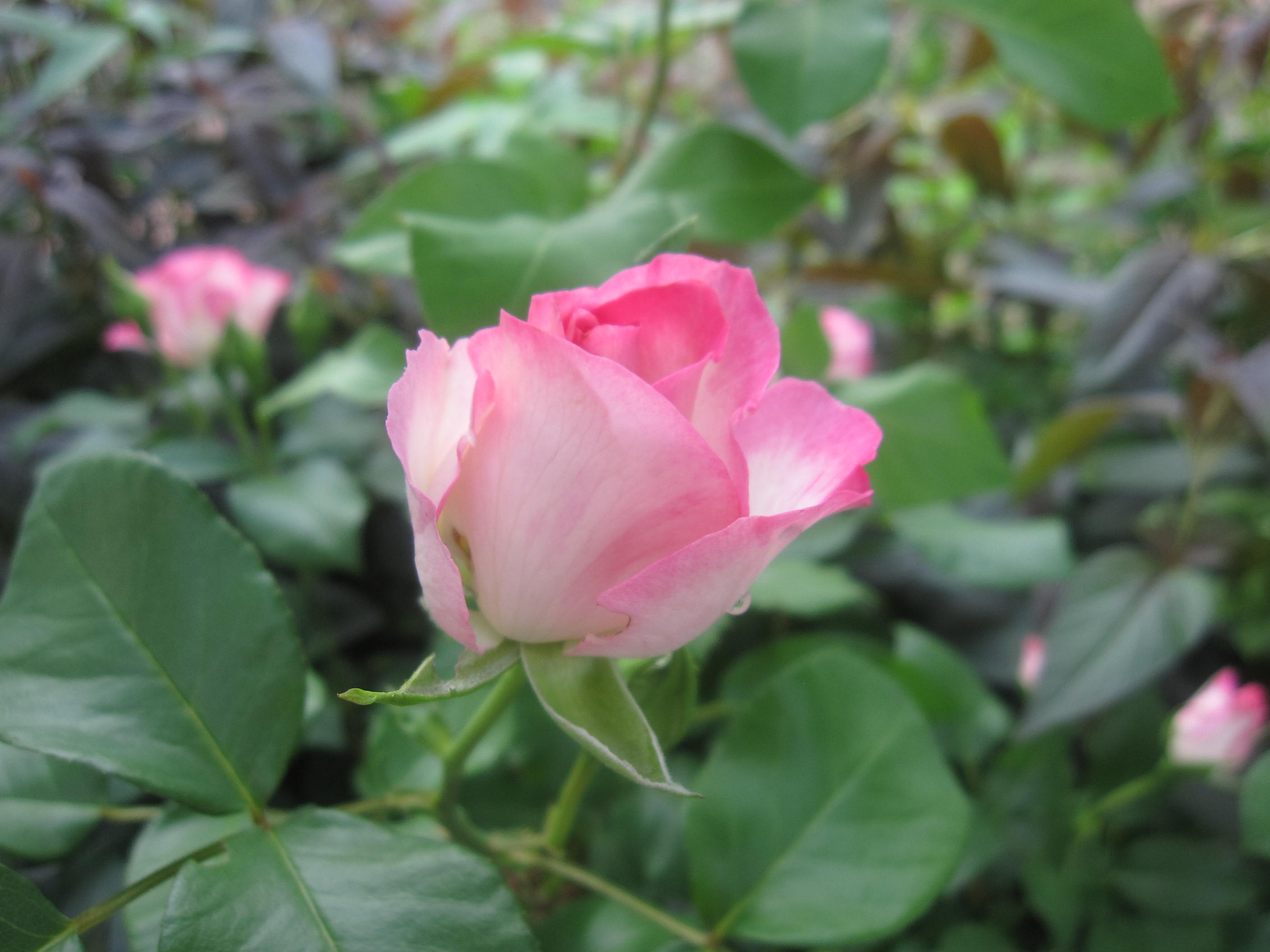 お庭が薔薇で綺麗になってきた~_a0279743_10493273.jpg