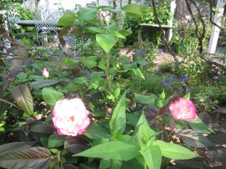 お庭が薔薇で綺麗になってきた~_a0279743_10525847.jpg