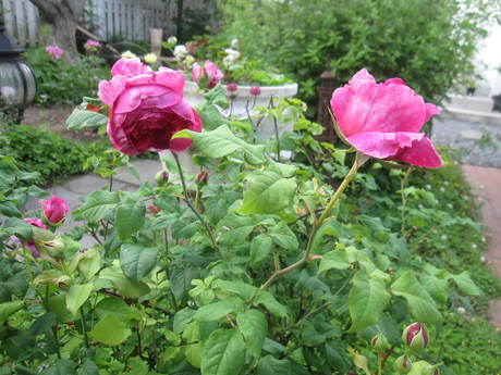 お庭が薔薇で綺麗になってきた~_a0279743_10562787.jpg