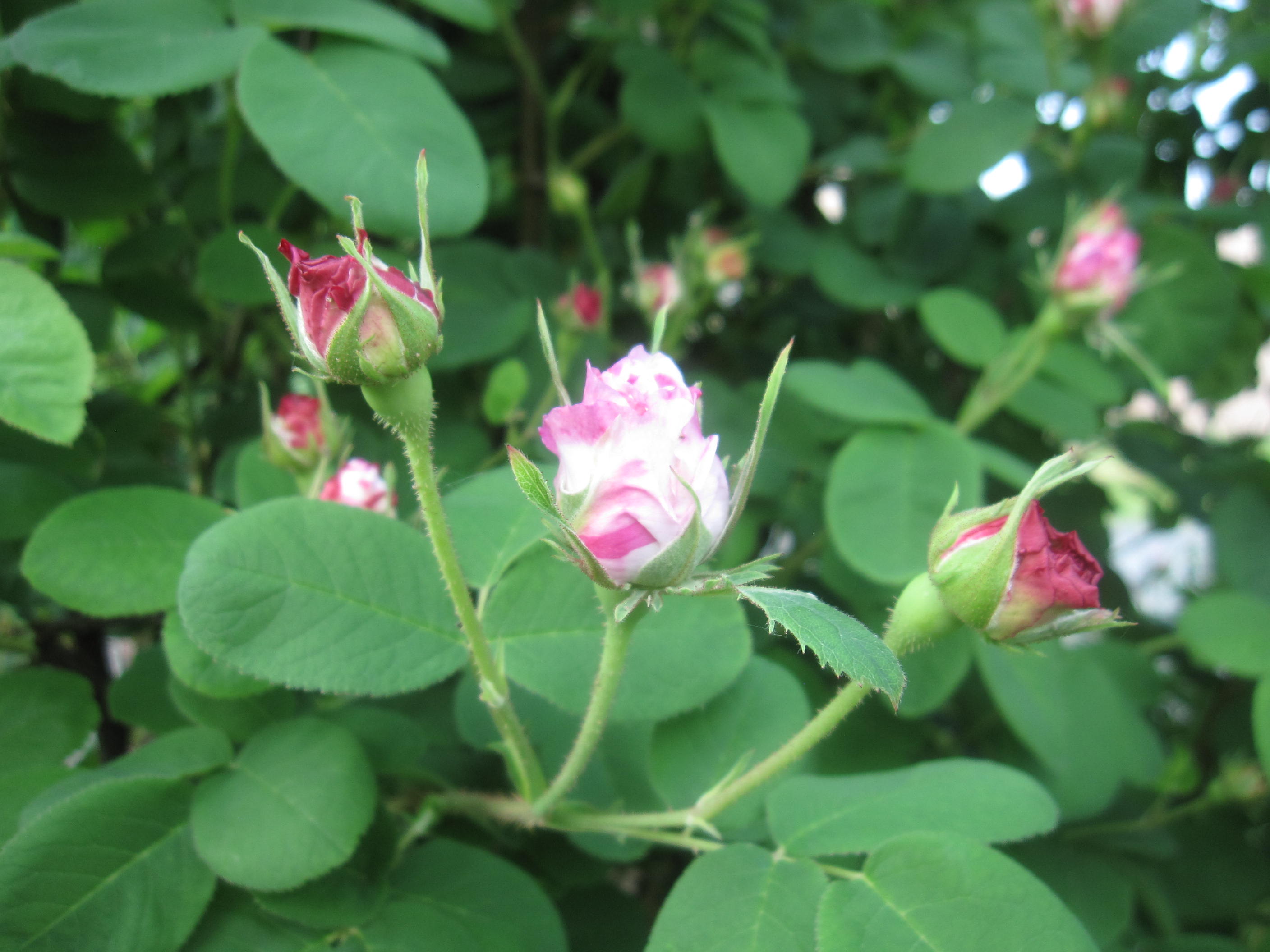 お庭が薔薇で綺麗になってきた~_a0279743_110192.jpg