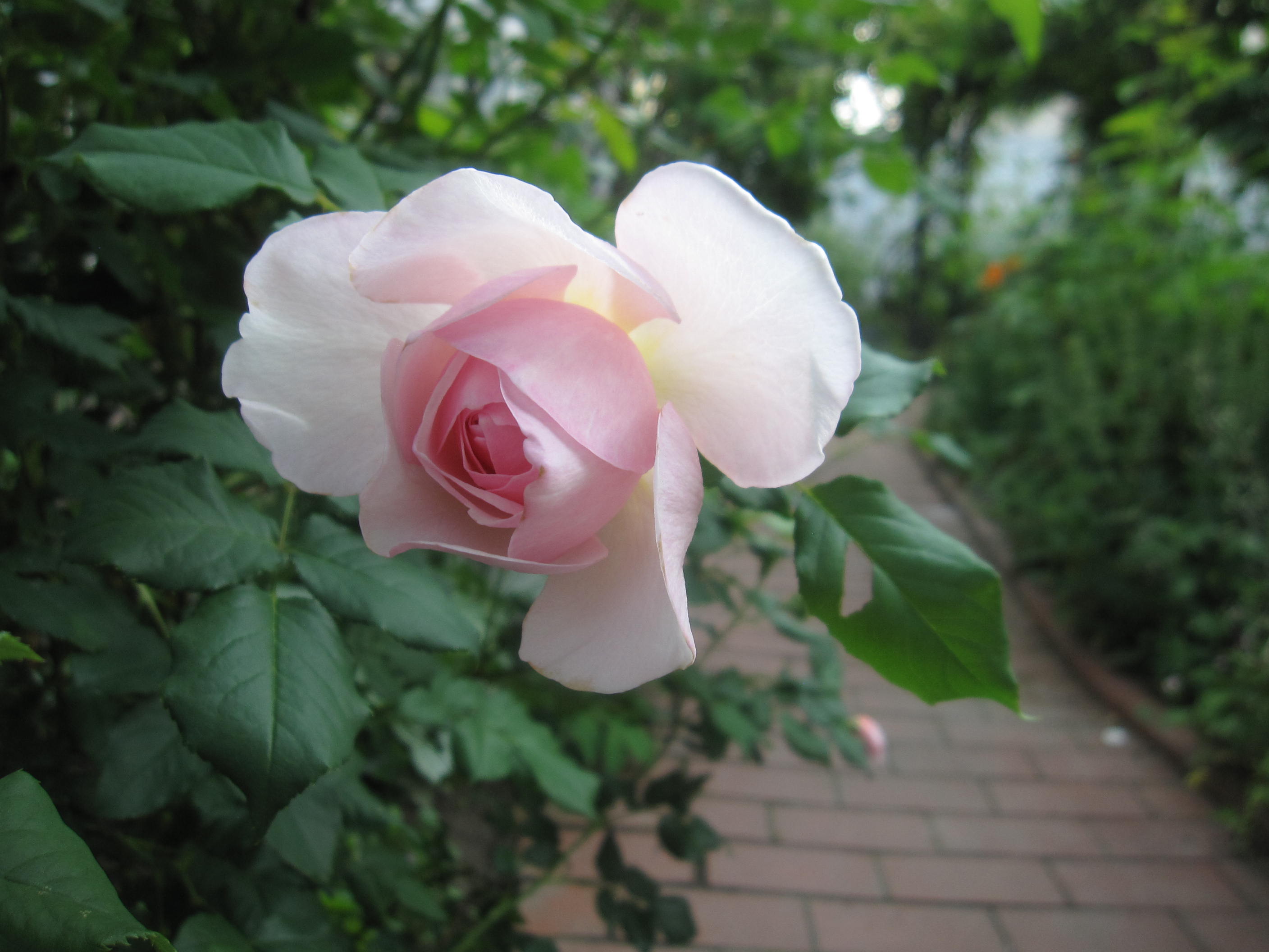 お庭が薔薇で綺麗になってきた~_a0279743_1112054.jpg