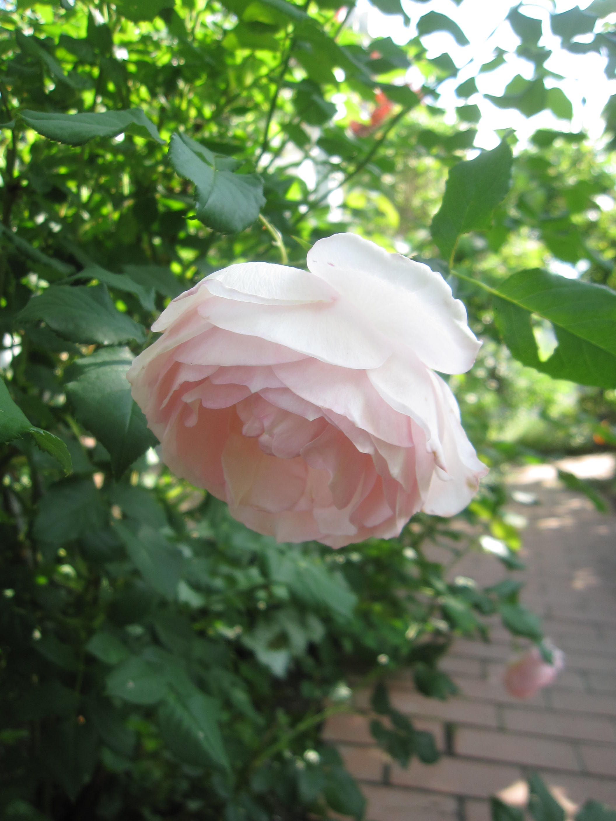 お庭が薔薇で綺麗になってきた~_a0279743_1114759.jpg