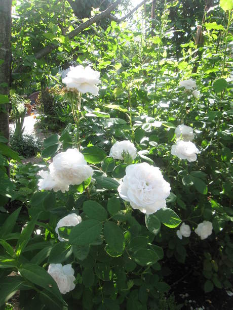 お庭が薔薇で綺麗になってきた~_a0279743_11174041.jpg