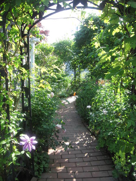 お庭が薔薇で綺麗になってきた~_a0279743_1122618.jpg