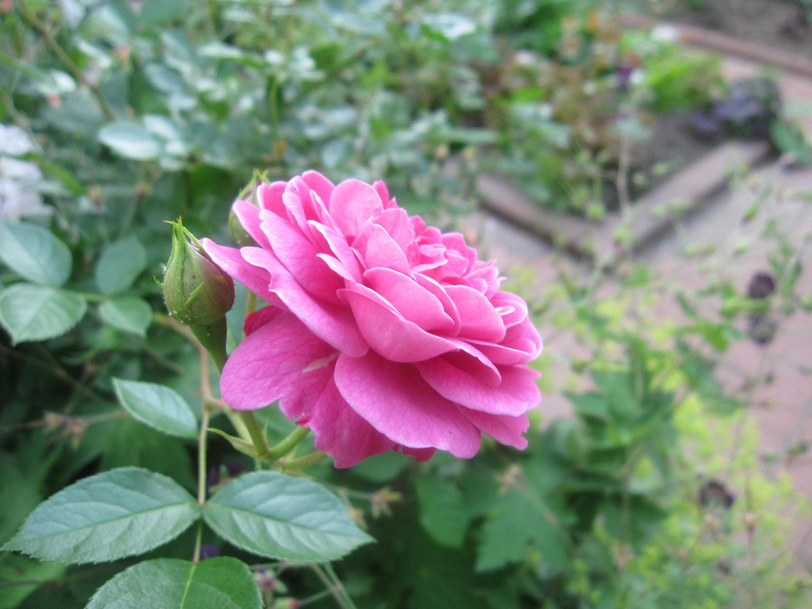 お庭が薔薇で綺麗になってきた~_a0279743_1125379.jpg