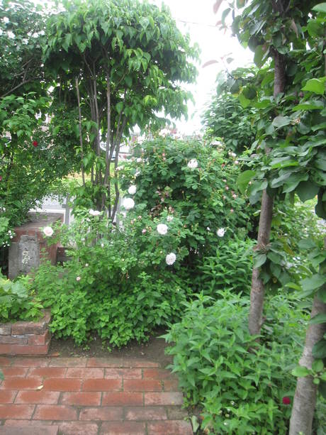 お庭が薔薇で綺麗になってきた~_a0279743_1142896.jpg