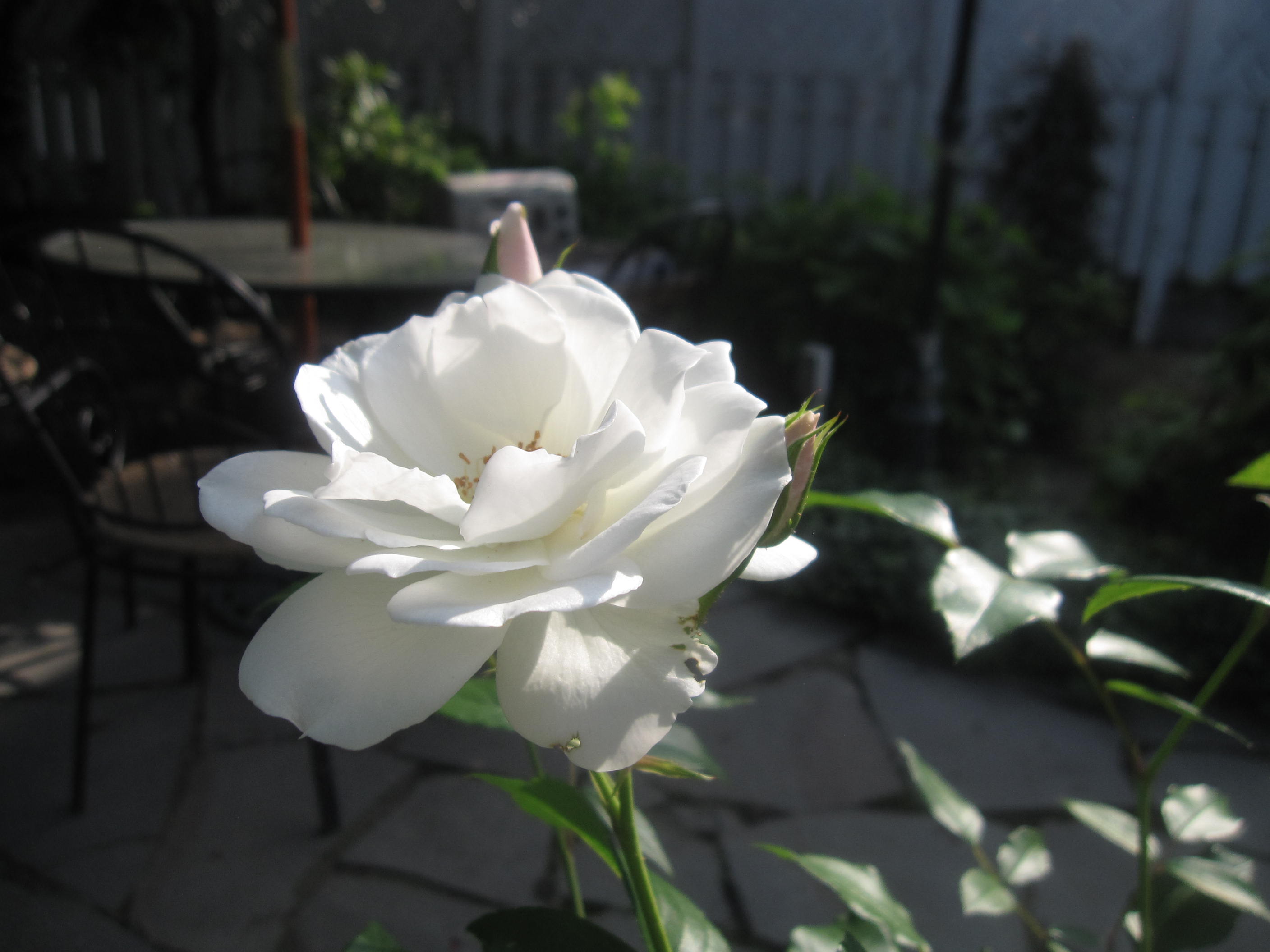 お庭が薔薇で綺麗になってきた~_a0279743_1154973.jpg